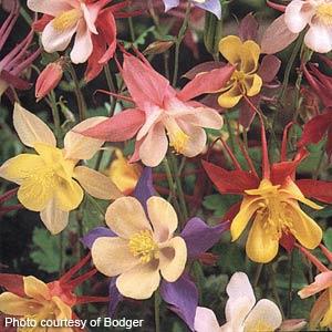 Aquilegia 'McKana's Giant Mix'