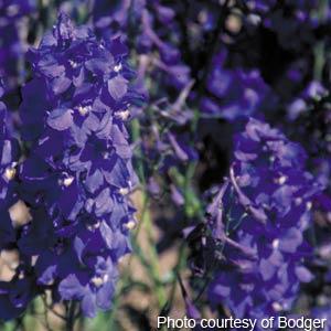 Delphinium 'Bellamosum'