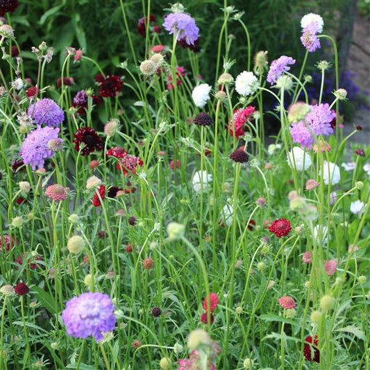 Scabiosa atropurpurea 'QIS Mix'