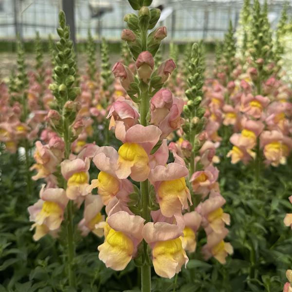 Snapdragon 'Antibes Apricot'