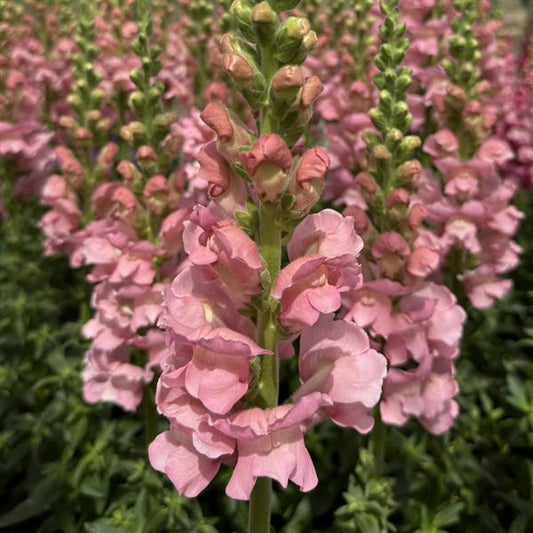 Snapdragon 'Antibes Soft Pink'