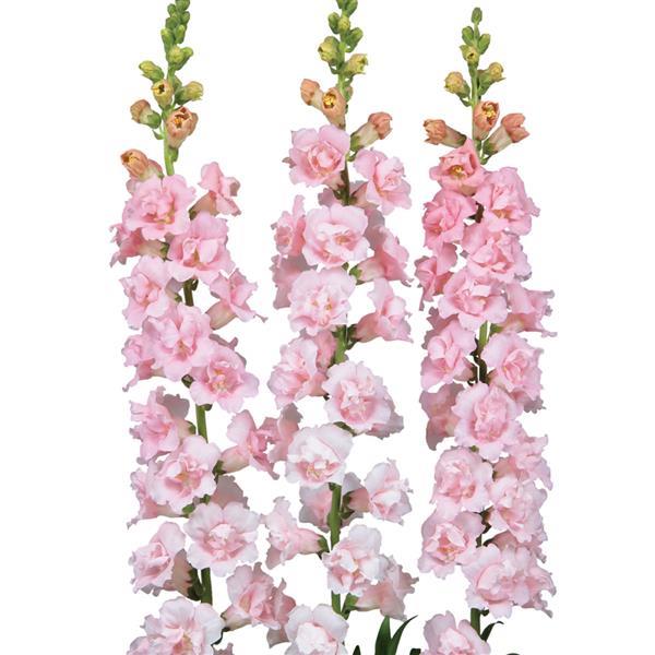 Snapdragon 'Snapstar Pink'
