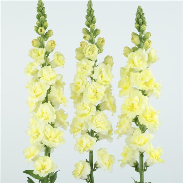 Snapdragon 'Snapstar Yellow'
