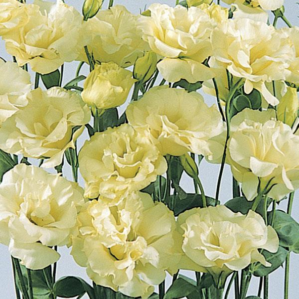 Lisianthus ABC Yellow (4 pack)