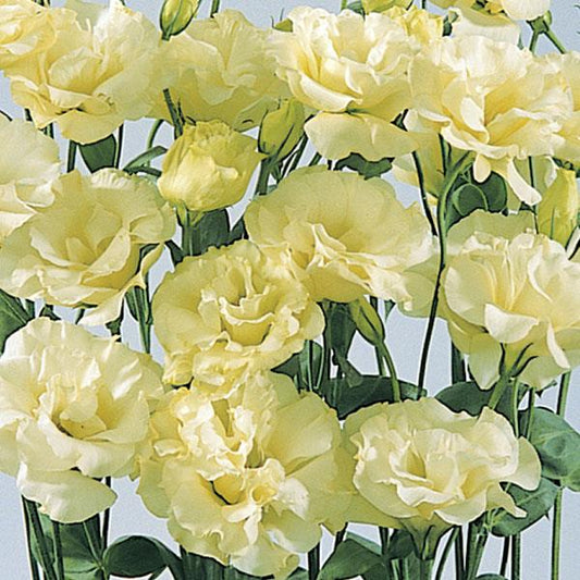 Lisianthus ABC Yellow (4 pack)