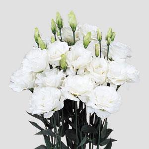 Lisianthus Mariachi Pure White (4 pack)