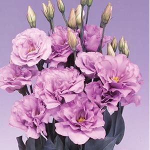 Lisianthus Echo Lavender