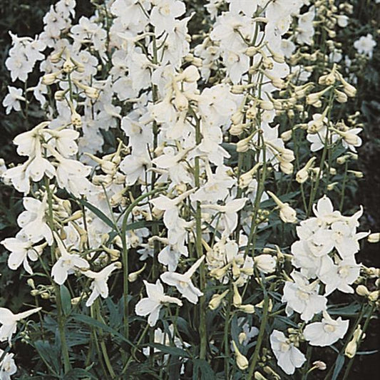 Delphinium 'Casablanca'