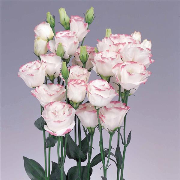 Lisianthus Rosita Pink Picotee (4 pack)