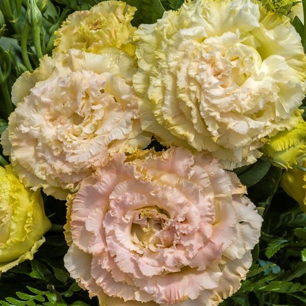 Lisianthus Voyage 2 Champagne (4 pack)