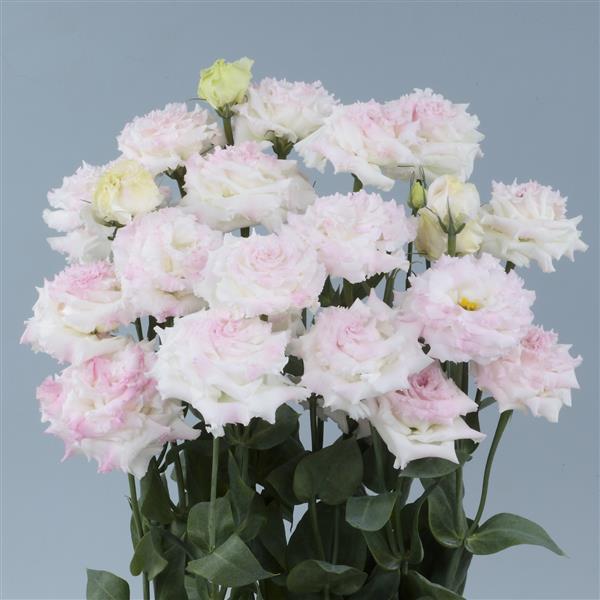 Lisianthus Voyage First Love (4 pack)