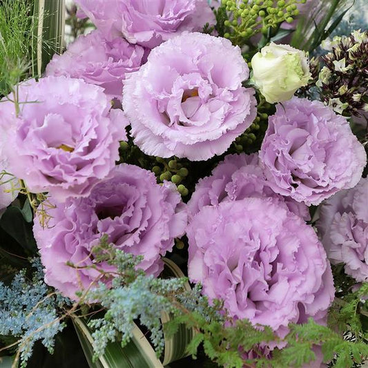 Lisianthus Voyage Lavender (4 pack)