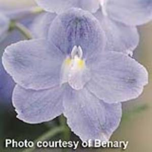 Delphinium Summer Blues (4 pack)