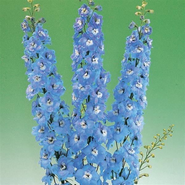 Delphinium Aurora Light Blue (4 pack)