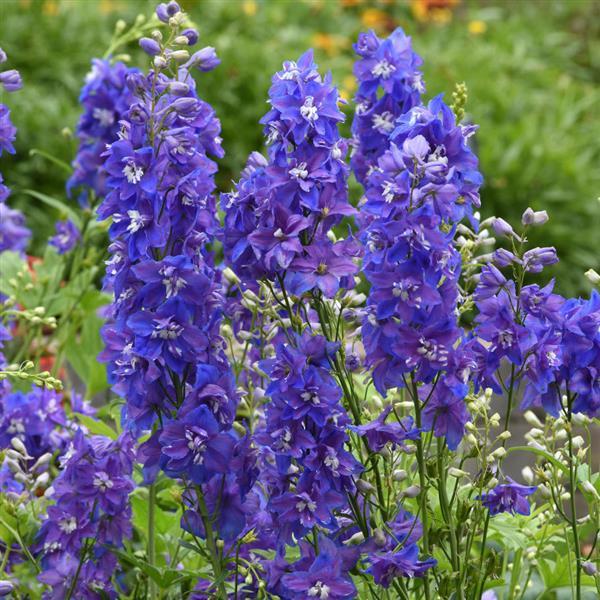 Delphinium Dasante Blue (4 pack)
