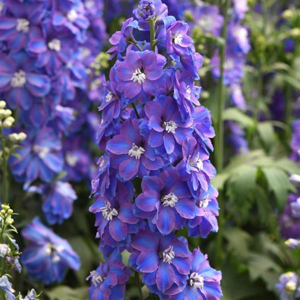 Delphinium Guardian Blue (4 pack)