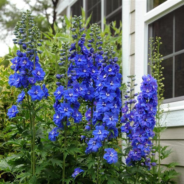 Delphinium Guardian Blue (4 pack)
