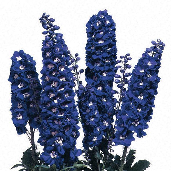 Delphinium Magic Fountains Dark Blue, White Bee (4 pack)