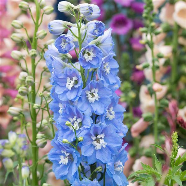 Delphinium Magic Fountains Sky Blue, White Bee (4 pack)