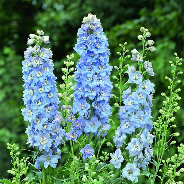Delphinium Magic Fountains Sky Blue, White Bee (4 pack)