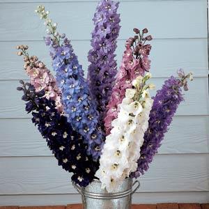 Delphinium Magic Fountains Mix (4 pack)