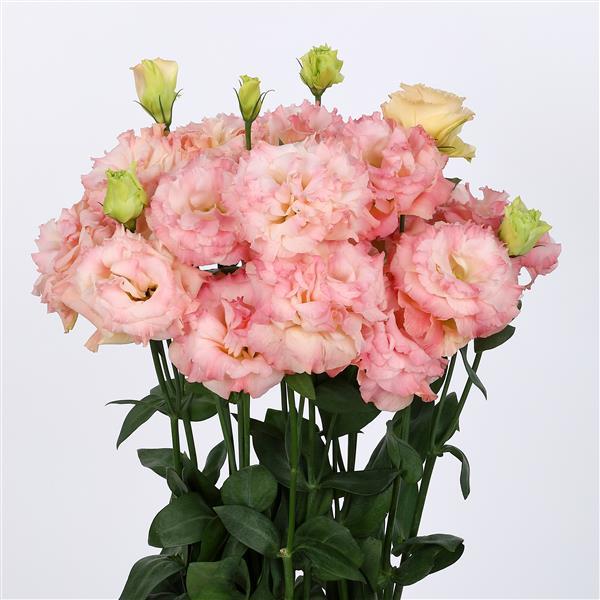 Lisianthus Voyage 3 Champagne (4 pack)