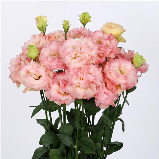 Lisianthus Voyage 3 Champagne (4 pack)