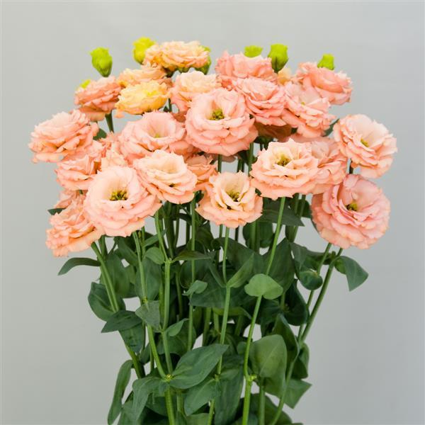 Lisianthus Sabrina Orange (4 pack)