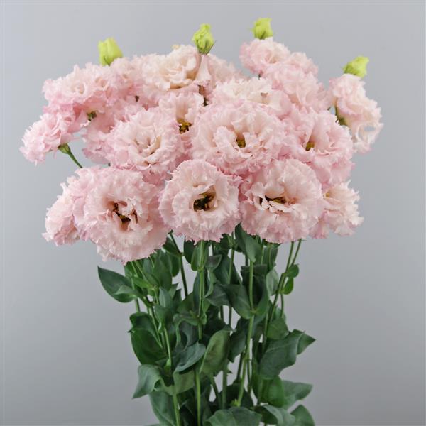 Lisianthus Celeb Queen (4 pack)
