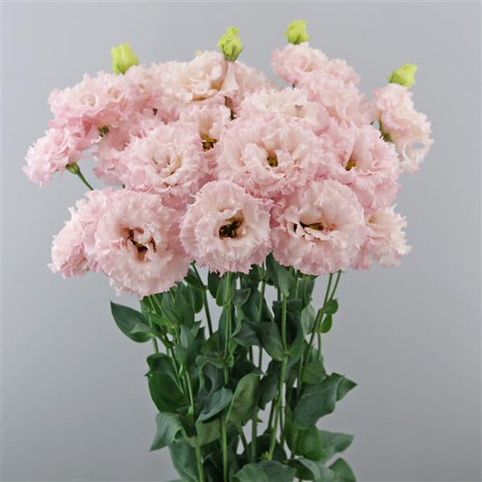 Lisianthus Celeb Queen (4 pack)