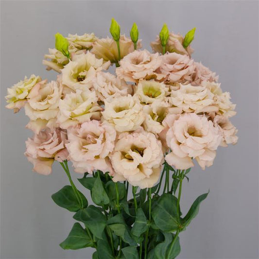 Lisianthus Celeb Beige Neo (4 pack)