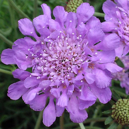 Scabiosa Butterfly Blue (4 pack)