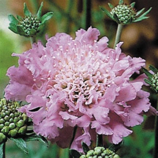 Scabiosa Pink Mist (4 pack)