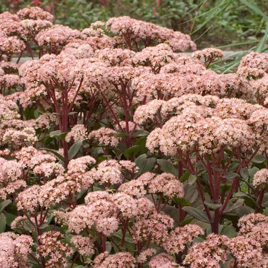 Sedum Matrona (4 pack)
