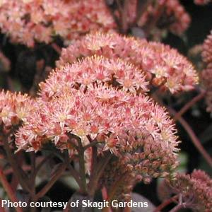 Sedum Purple Emperor (4 pack)