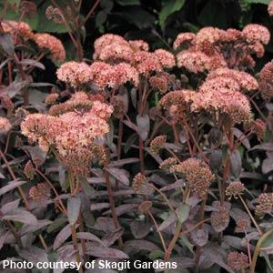 Sedum Purple Emperor (4 pack)