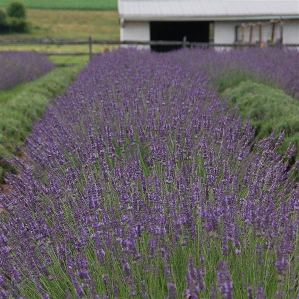 Lavandula x intermedia 'Phenomenal'