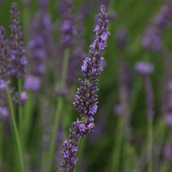 Lavandula x intermedia 'Phenomenal'