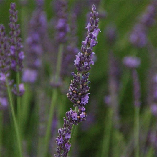 Lavandula x intermedia 'Phenomenal'