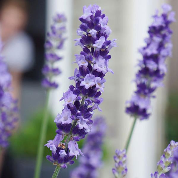 Lavandula angustifolia 'Big Time Blue'