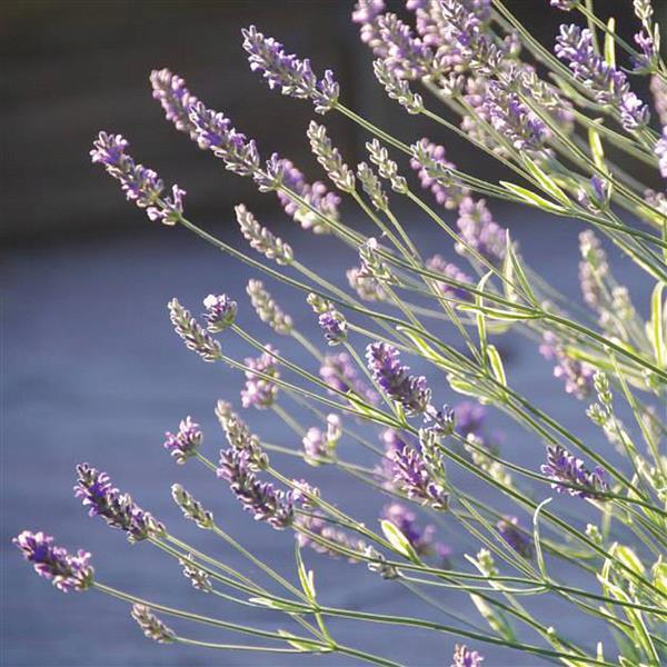 Lavandula angustifolia 'Platinum Blonde'