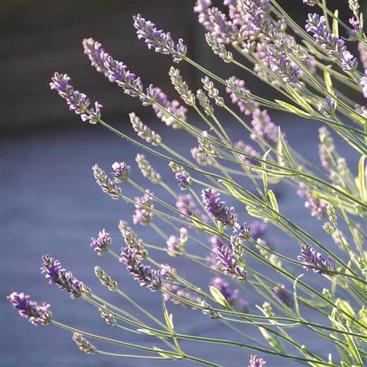 Lavandula angustifolia 'Platinum Blonde'