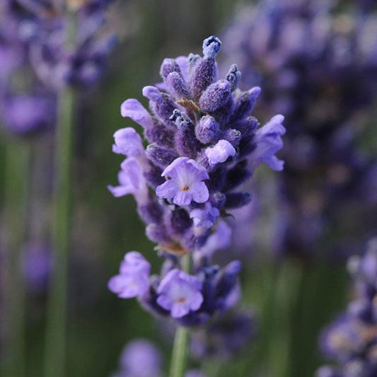 Lavandula angustifolia 'Super Blue'