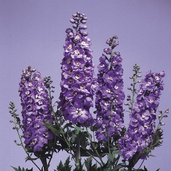 Delphinium 'Magic Fountains Lavender White Bee'