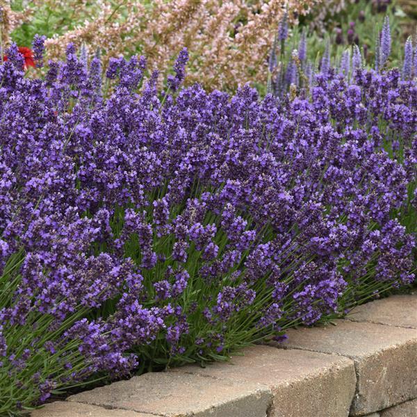 Lavandula angustifolia 'Super Blue'