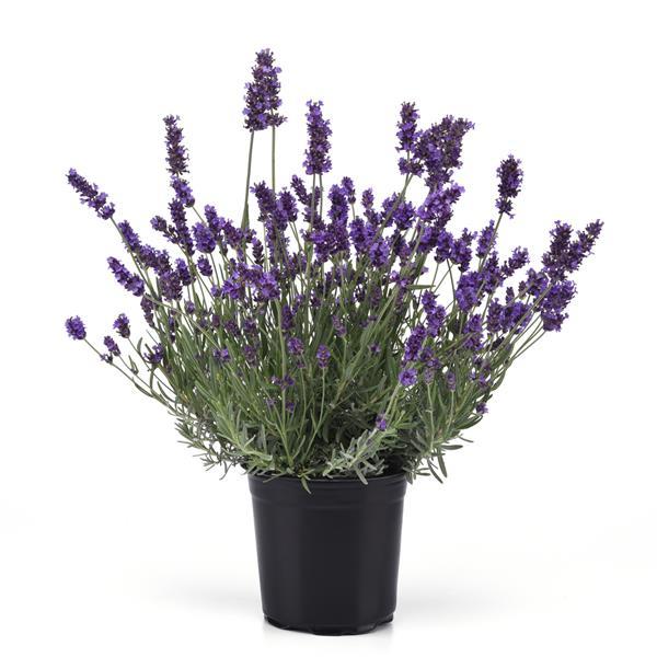 Lavandula angustifolia 'Super Blue'