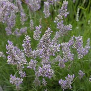 Lavandula x intermedia 'Provence'