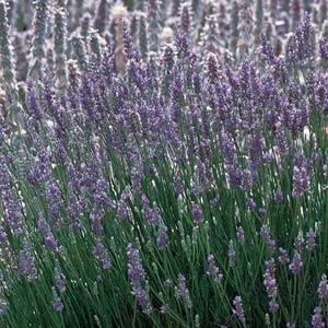 Lavandula x intermedia 'Provence'