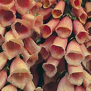 Digitalis 'Apricot Beauty'