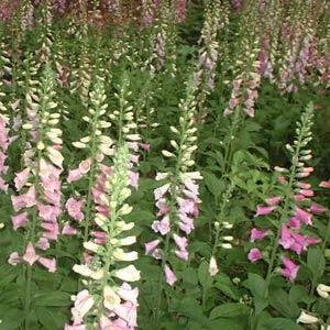 Digitalis purpurea 'Excelsior Mix'